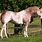 Strawberry Roan Paint Horse