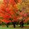 Sugar Maple Tree Fall Colors