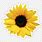 Sunflower Aesthetic Clip Art