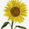 Sunflower Stem Free SVG