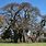 Sunland Baobab Tree