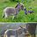Super Cute Baby Donkey