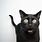 Surprised Black Cat
