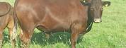 Sussex Cattle