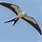 Swallow Tail Kite Birds