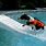 Swimming Pool Dog Ramps