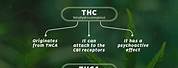 THCA vs THC
