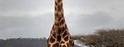 Tall Animals
