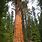 Tallest Living Tree
