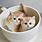 Teacup Kittens