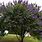 Texas Lilac Vitex Tree