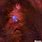 The Fox Fur Nebula