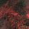 The Red Dragon Nebula