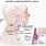 Throat Cancer in Lymph Nodes