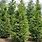 Thuja Green Giant Evergreen Trees