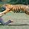 Tiger Attacks Man