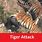 Tiger Attacks in India