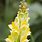 Toadflax Flower