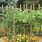 Tomato Plant Trellis