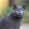Traits of Russian Blue Cats