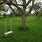 Tree Branch Swing