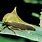 Treehopper Insect