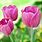 Tulip Flower Pictures