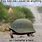 Turtle Tank Meme