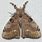 Tussock Moth Species