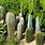 Types of Cacti Plants