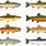 Types of Cutthroat Trout