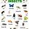 Types of Insects Bugs