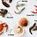 Types of Shellfish