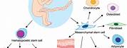 Umbilical Cord Mesenchymal Stem Cells Cartoon