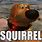Up Dog Squirrel Meme