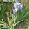 Variegated Iris Plant