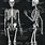 Vintage Anatomy Skeleton