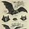 Vintage Bat Print