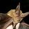 Virginia Big-Eared Bat