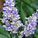 Vitex Chasteberry