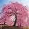 Weeping Japanese Cherry Blossom