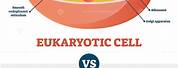 What's the Difference Between Eukaryotic and Prokaryotic