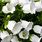 White Campanula Flower