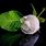 White Rose Wallpaper HD