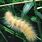 White Wooly Bear Caterpillar