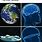 Who Said the Earth Was Flat Meme