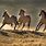 Wild Horses Running Photography
