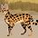 Wild Kratts Serval