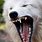 Wolf Sharp Teeth