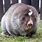 World's Biggest Mole Animal